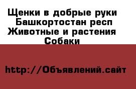 Щенки в добрые руки - Башкортостан респ. Животные и растения » Собаки   